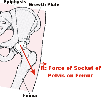 anatomy of femur and pelvis