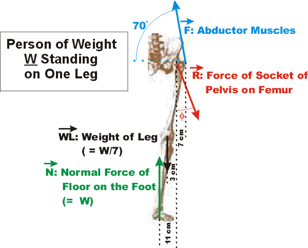 Force diagram of forces on leg